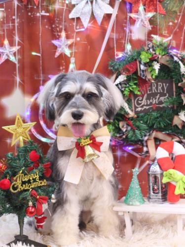 20231229パピコくん